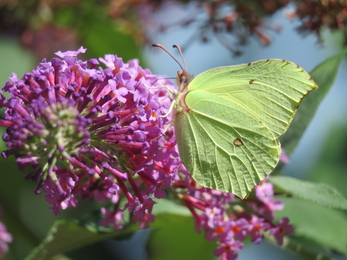 Brimstone butterfly from last summer by Claire Lewis © Claire Lewis