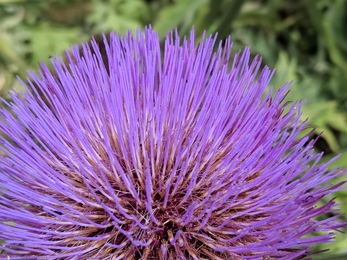 a close up of the cardoon flower, an unusual flower with many fine strands of lilac forming a large round spherical flower