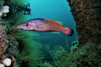 Cuckoo wrasse by Mike Etheredge  - mohegan wreck 