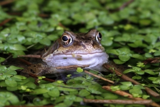 Frog by Nigel Climpson Wild About Ponds 