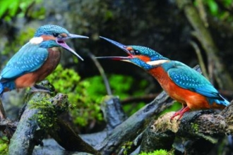7._july_and_cover_-_common_kingfishers_by_adrian_langdon