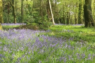Bluebells at coldrenick by Chris Betty