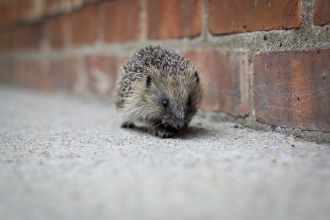 Hedgehog without a home on pavement by wall