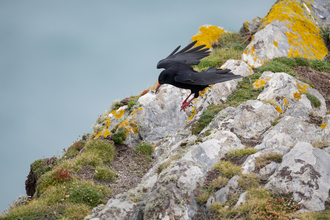 Chough on the clifftops, Image by Adrian Langdon