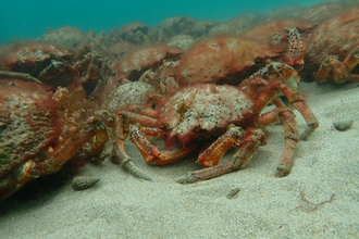 Mass aggregation of spider crabs, Image by Matt Slater and Seasearch Cornwall