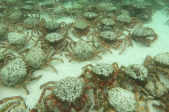 Cornwall Wildlife Trust reports giant spider crabs massing in multiple locations off Cornwall's coast, Image by Katie Maggs/Tonic of the Sea