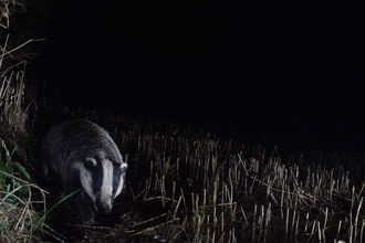 Badger photographed at night, Image by Martyn Rooney