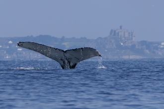 Humpback whale in Mounts Bay, Image by Rupert Kirkwood