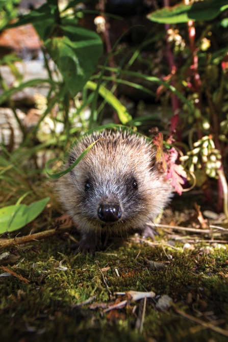 Hedgehog by Jeremy Northcott