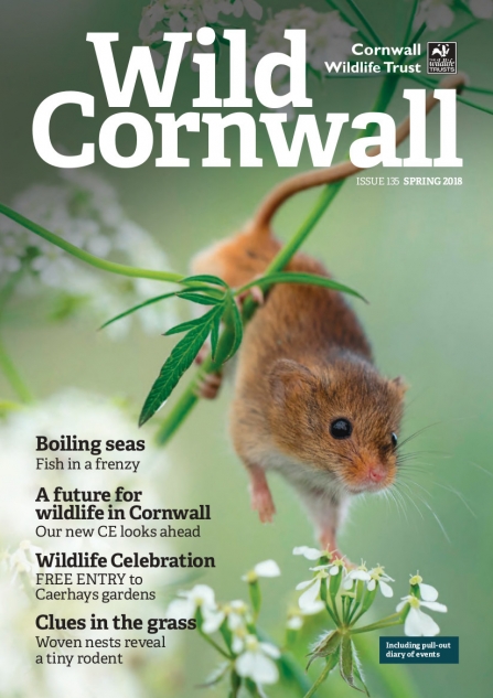 Wild Cornwall - Issue 135 - Spring 2018