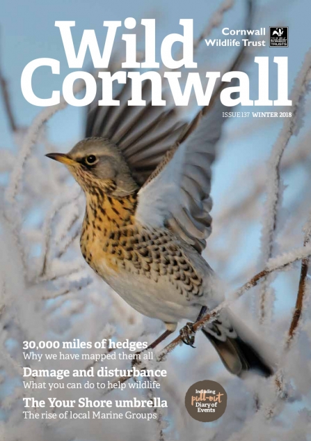 Wild Cornwall - Issue 137 - Winter 2018