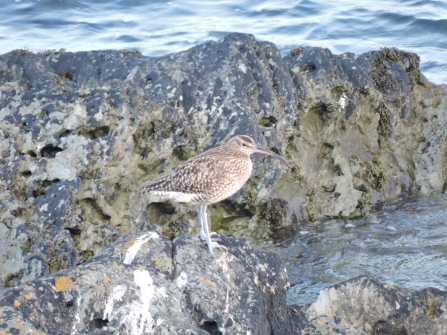 Whimbrel blended in against rocks © Claire Lewis