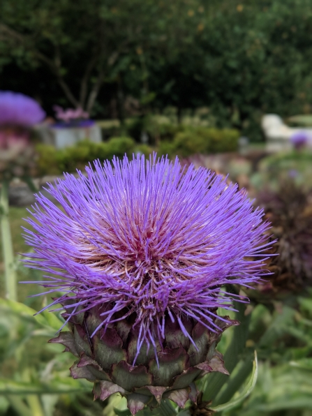 the bright purple spikes of a cardoon burst out from it's artichoke-like casing and shine brilliantly in the sunshine