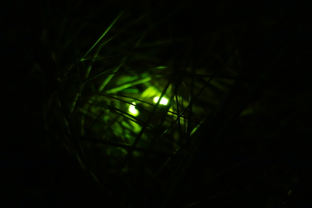 Glow worms at Gwithian Towans. Image Andy Nelson