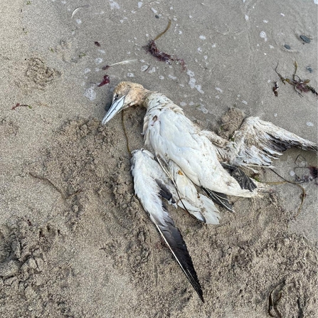 Deceased gannet on Portreath Beach and sent to Cornwall Wildlife Trust's Marine Strandings Network as bird flu outbreak hits Cornwall, Image by Jill Thickett
