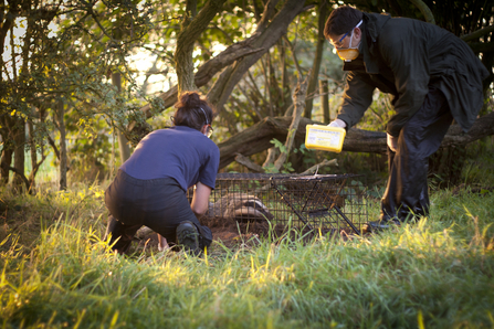 Badger vaccination team. Image by Tom Marshall