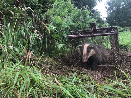 Badger exiting a vaccination trap in Cornwall, Image by Tom Shelley/Cornwall Wildlife Trust