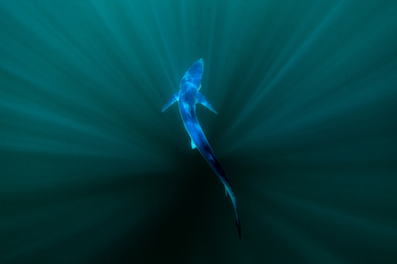 Blue shark, Penzance