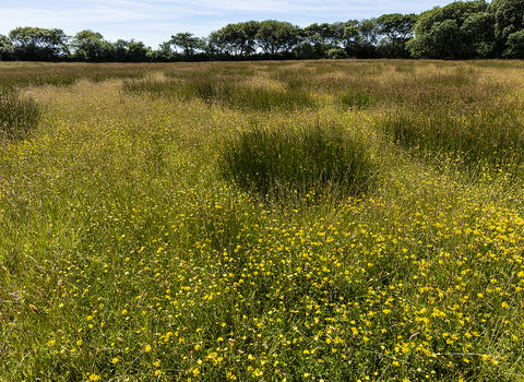 Greena Moor Landscape. Image Ben Watkins