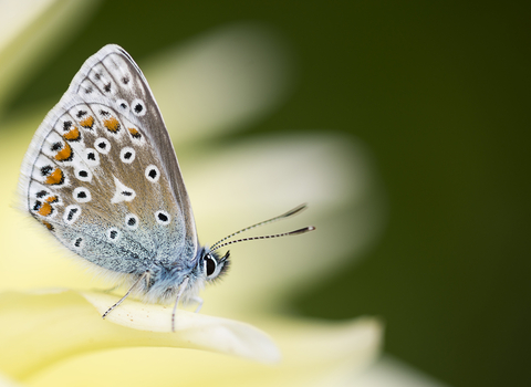 Silver Studded Blue Butterfly. Image Ben Watkins