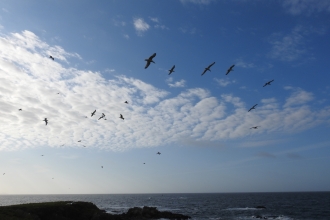 Flying Gulls across a blue sky on Looe Island - Claire Lewis