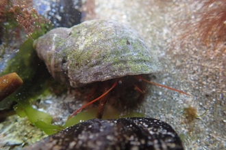 St Piran's Crab found in Newquay for the first time, Image by Josh Symes/Shoresearch Cornwall