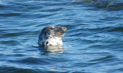 Grey Seal Looe Island Claire Lewis