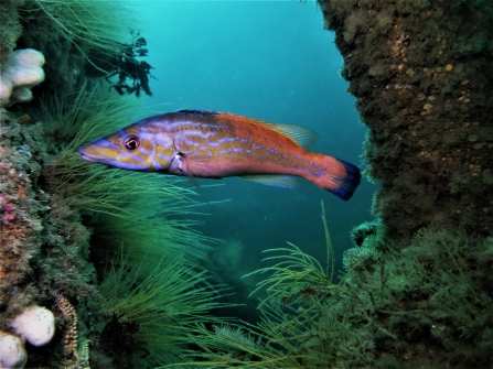 Cuckoo wrasse by Mike Etheredge  - mohegan wreck 