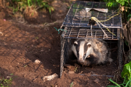 Vaccinated badger being released by Seth Jackson
