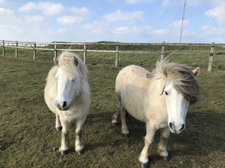 Shetland ponies at Penhale Dunes